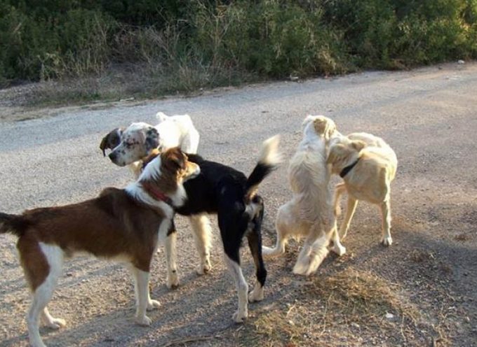 Αντιμέτωποι με σειρά δικαστηρίων λόγω αδεσπότων πρώην και νυν Αντιδήμαρχοι Περιβάλλοντος του Δήμου Κοζάνης
