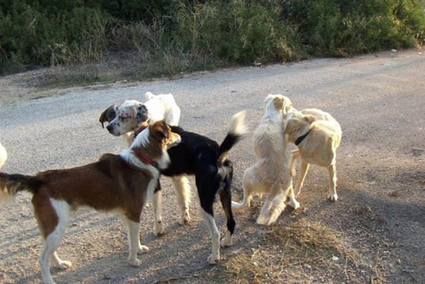 Αντιμέτωποι με σειρά δικαστηρίων λόγω αδεσπότων πρώην και νυν Αντιδήμαρχοι Περιβάλλον του Δήμου Κοζάνης