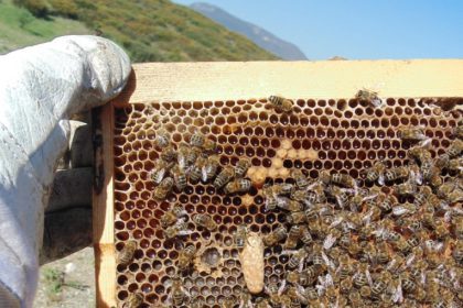 Την ανάγκη προστασίας των μελισσών από τους χημικούς ψεκασμούς τονίζει Μελισσοκομικός Σύλλογος ΠΕ Κοζάνης και το Κέντρο Μελισσοκομίας Δυτικής Μακεδονίας σε ανοιχτή επιστολή προς τους αγρότες της περιοχής, με αφορμή την έναρξη των ανθοφοριών.